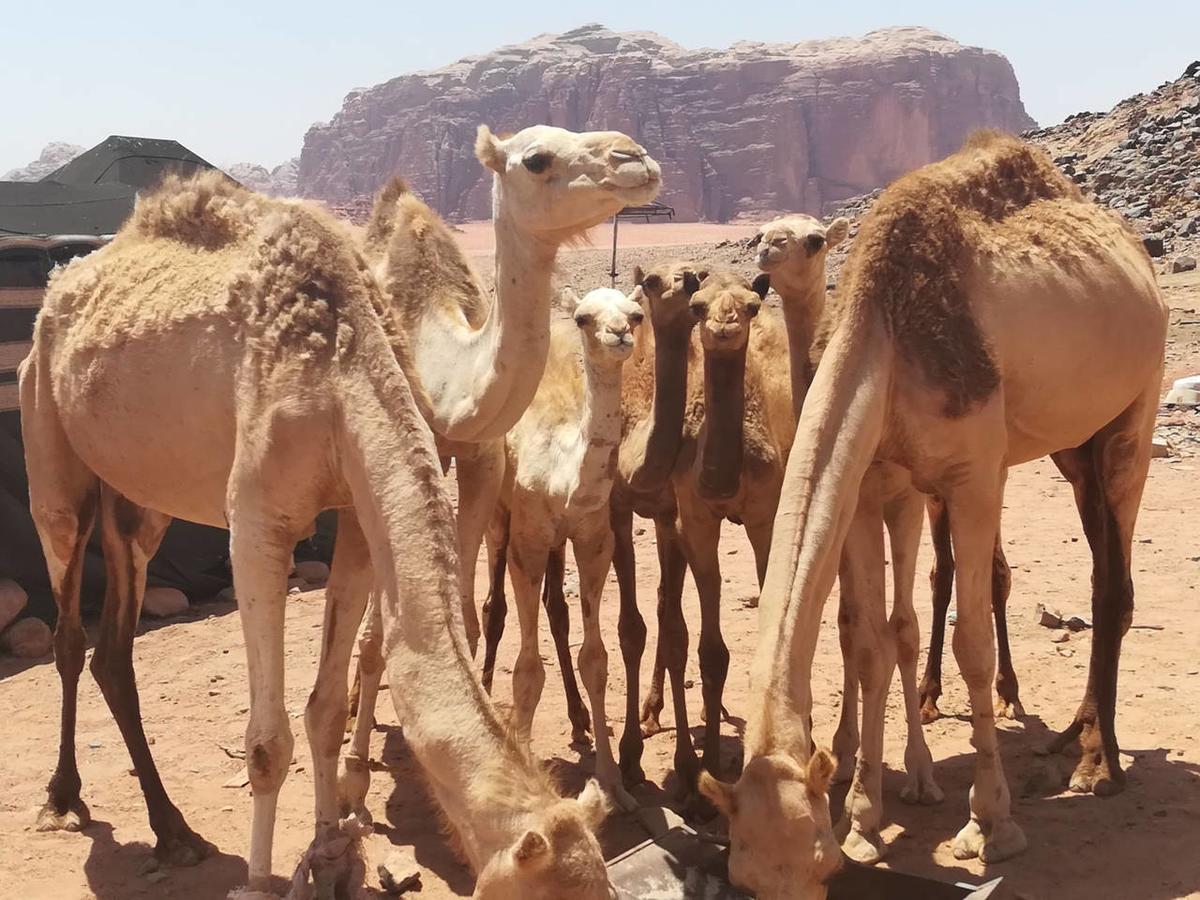Climbers House In Wadi Rum Exterior photo